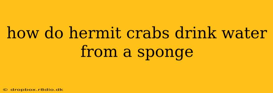 how do hermit crabs drink water from a sponge