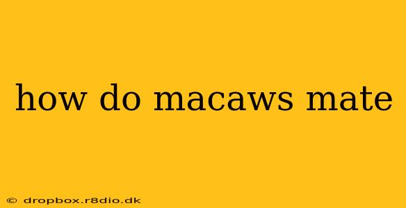 how do macaws mate