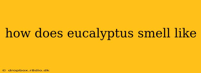 how does eucalyptus smell like