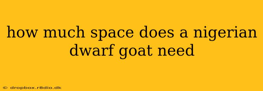 how much space does a nigerian dwarf goat need