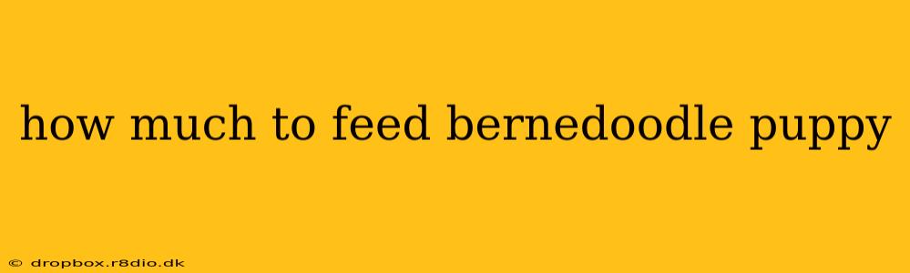 how much to feed bernedoodle puppy